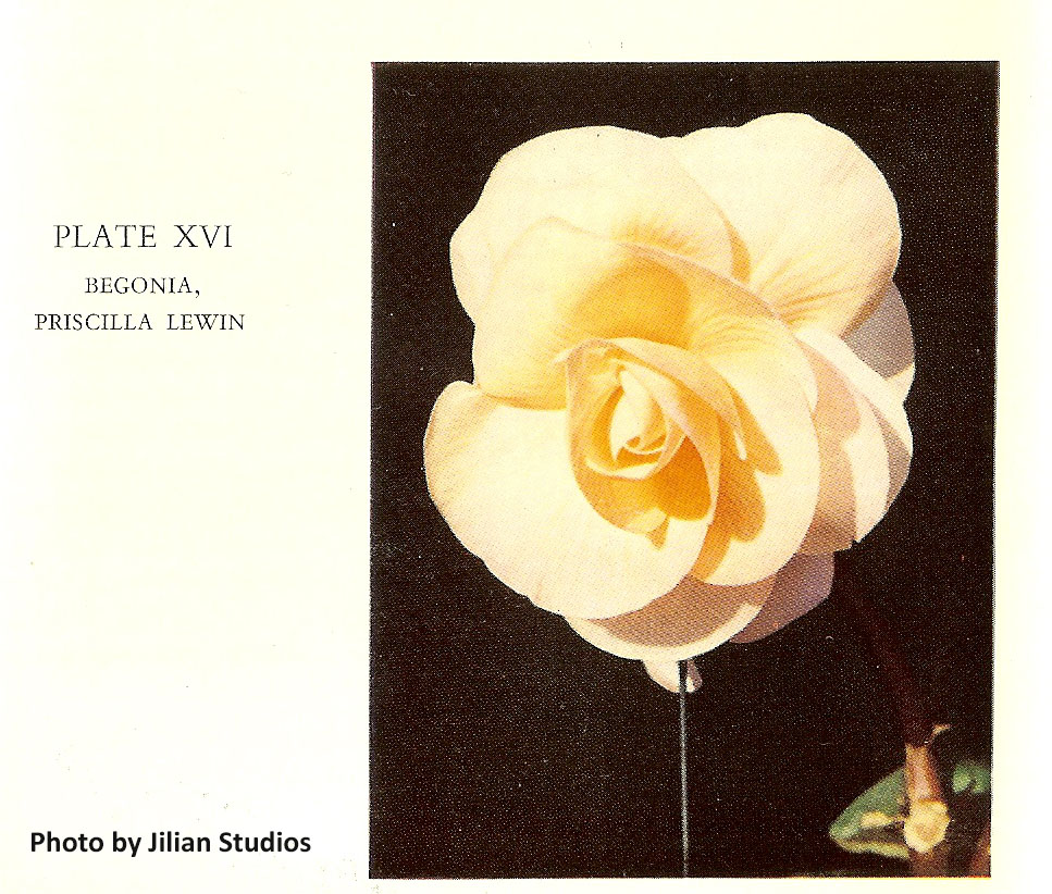 B. ‘Priscilla Lewin’